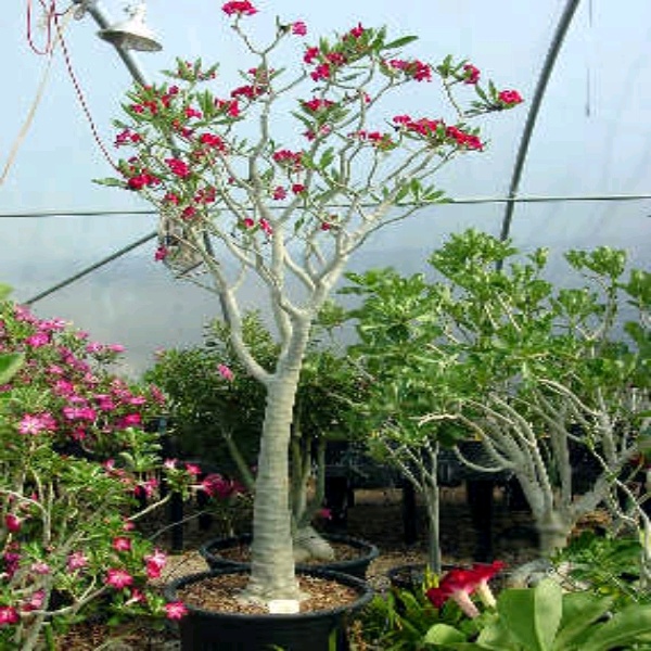 isi 1 Adenium obesum var.socotranum Seeds/Biji Benih