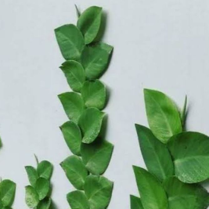 Tanaman rambat climbing dolar Tanaman hias rambat dinding jenis dolar jumbo