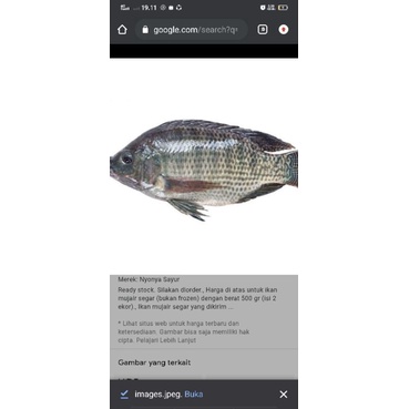 

Ikan Mujair Hidup Fresh