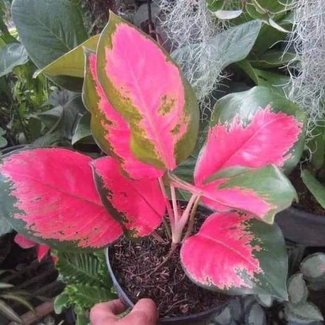 Tanaman Hias Aglaonema Red Kocin