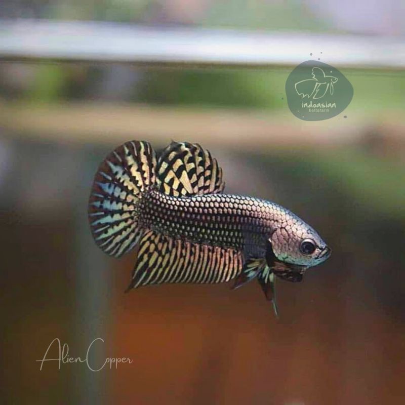 wild betta alien copper - ikan cupang alam