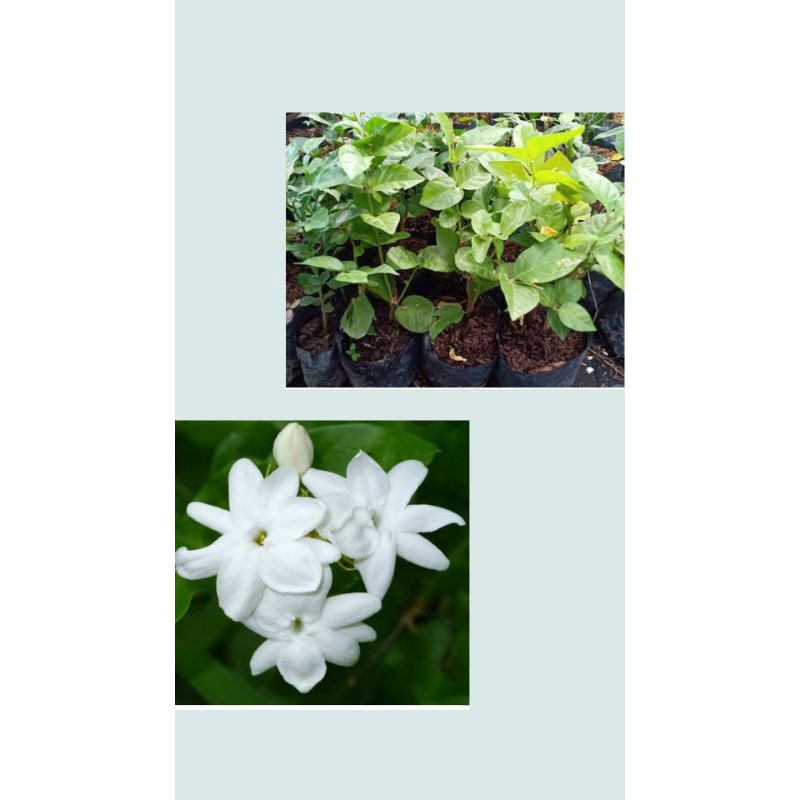 Bibit Bunga Melati