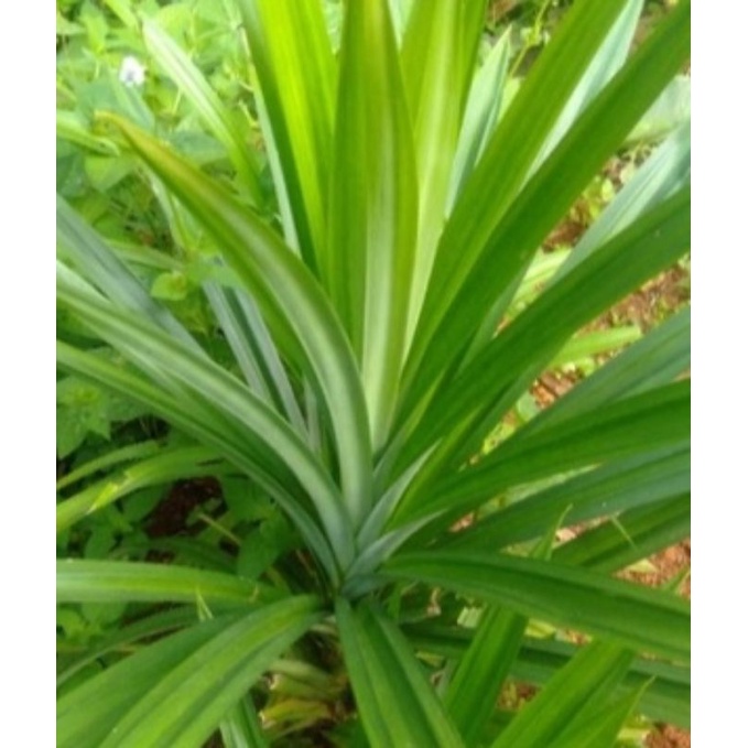 

DAUN PANDAN WANGI