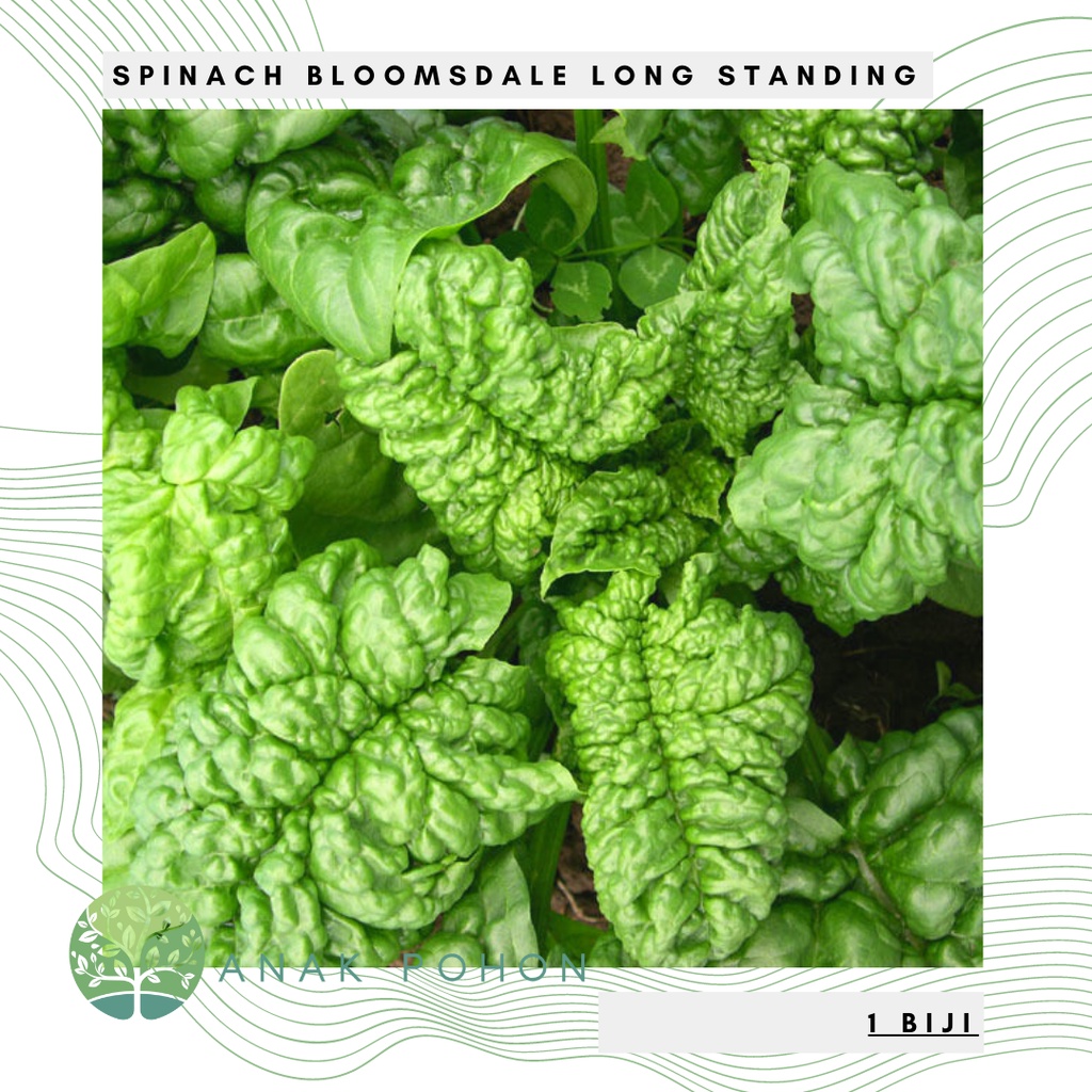 Benih Bibit Biji - Spinach Bloomsdale Long Standing (Spinacia oleracea) Seeds - IMPORT