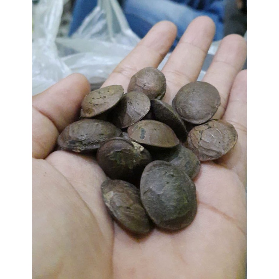 Bibit Kacang Sacha Inchi