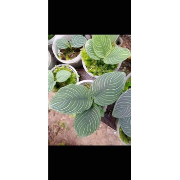 Tanaman SCHISMATOGLOTTIS CHEVRON RAWATAN  3 daun Lebih