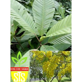 Terlaris Bibit Benih Tanaman 10 Bibit Tanaman Pohon Terlaris Bibit Benih Tanaman 10 Bibit Tanaman Pohon