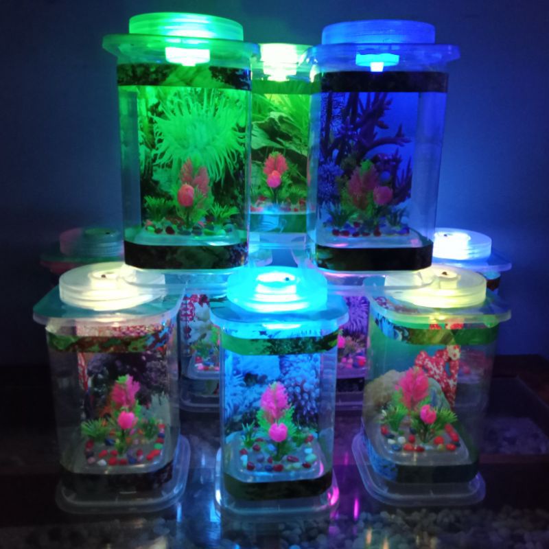 83 Koleksi Dekorasi Aquarium Ikan Cupang Terbaru