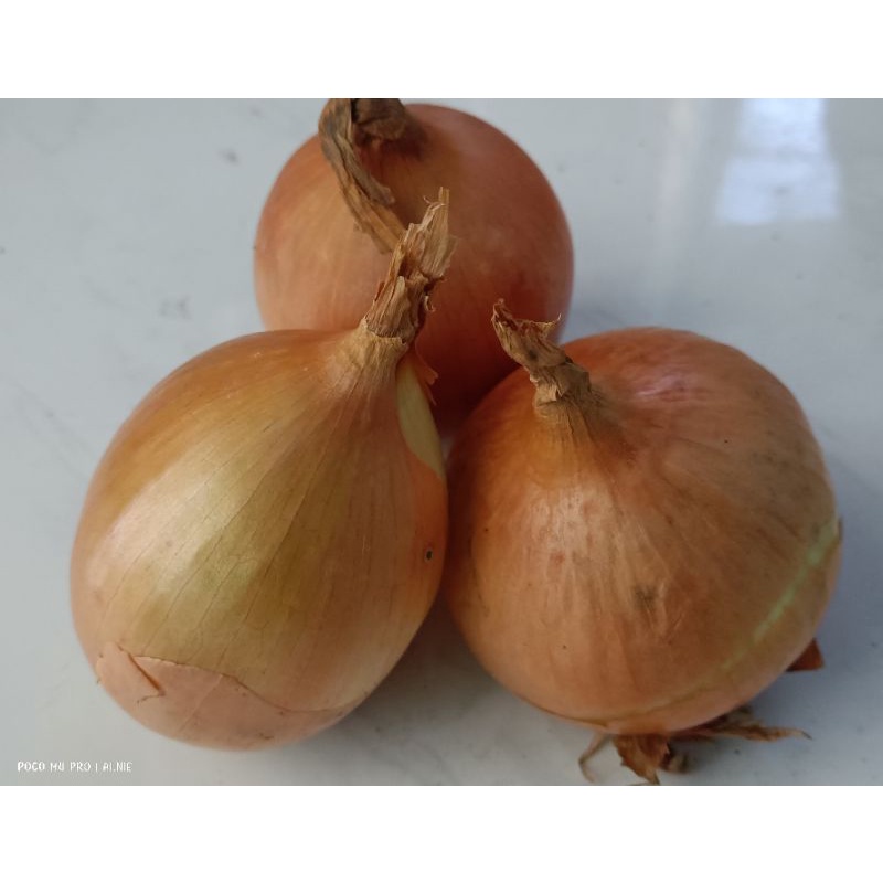 

(Paling Murah) bawang bombay besar (isi 5-6) dan kecil (isi 9-12)