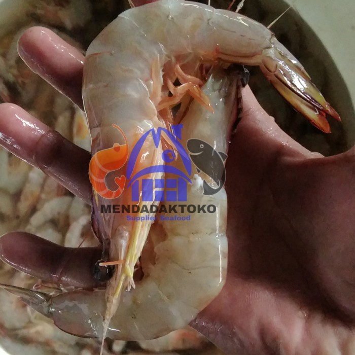 Udang jerbung fresh ukuran besar | ikan laut segar | seafood