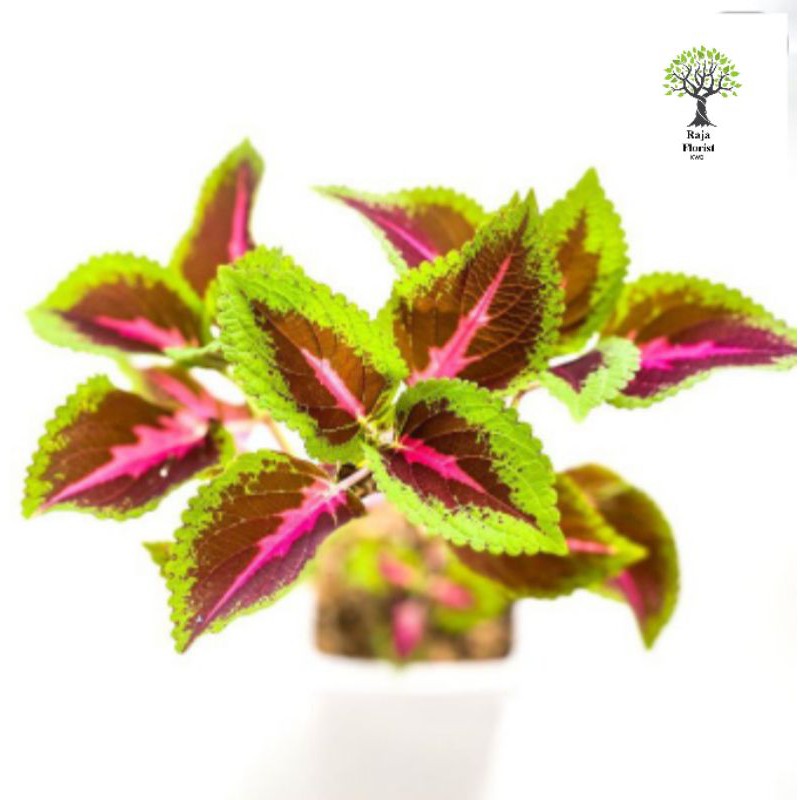 Painted Nettle / Tanaman ingler