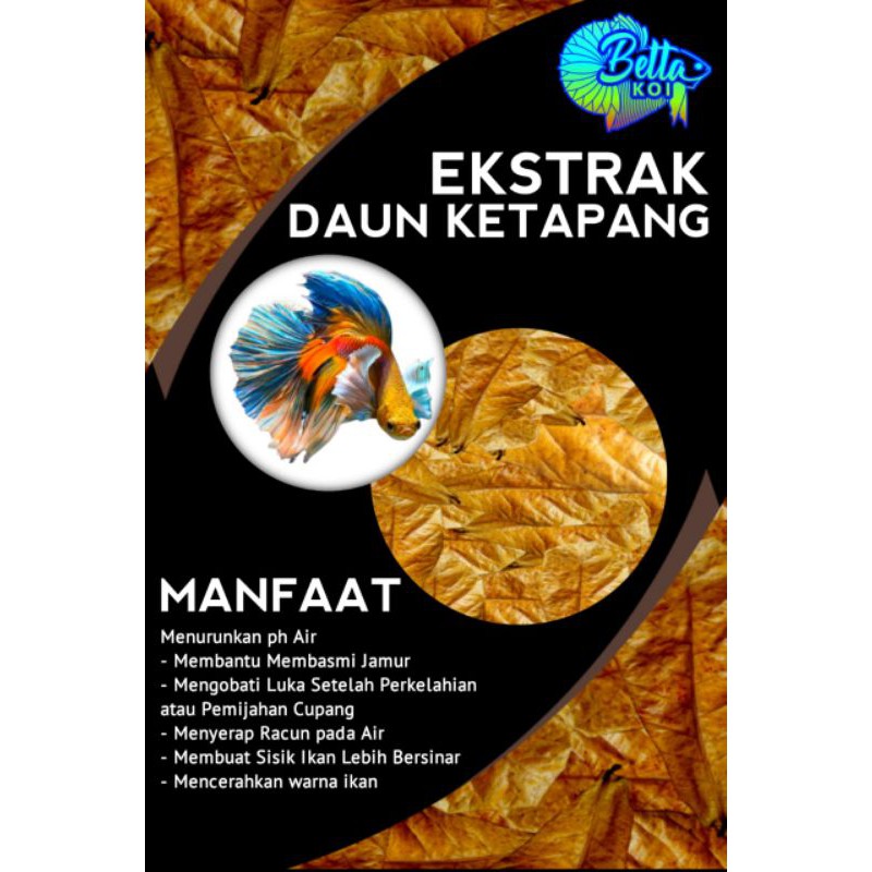 ekstrak daun ketapang laut obat ampuh ikan cupang