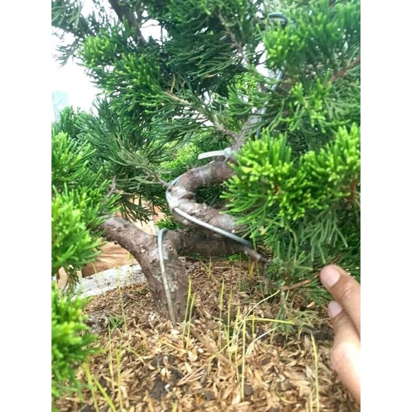 BONSAI CEMARA SINENSIS