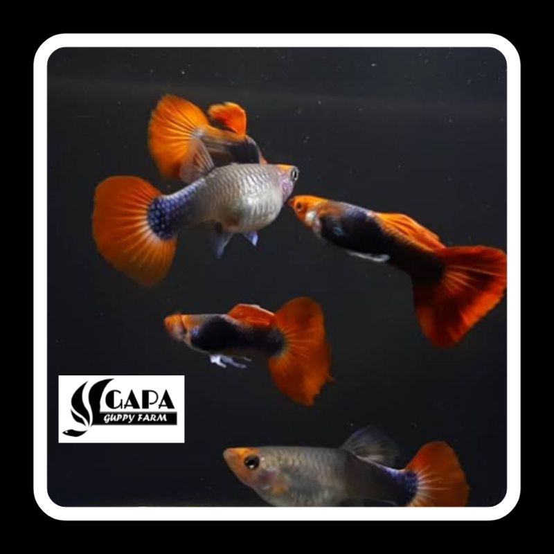 Indukan Ikan Guppy Tuxedo Koi Sepasang Berkualitas