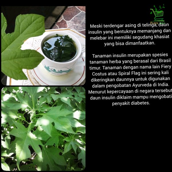 daun insulin segar obat diabetes