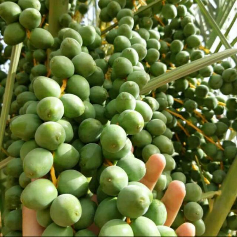 

Kurma Muda Hijau Frees Promil Murah / Kurma Muda Promil