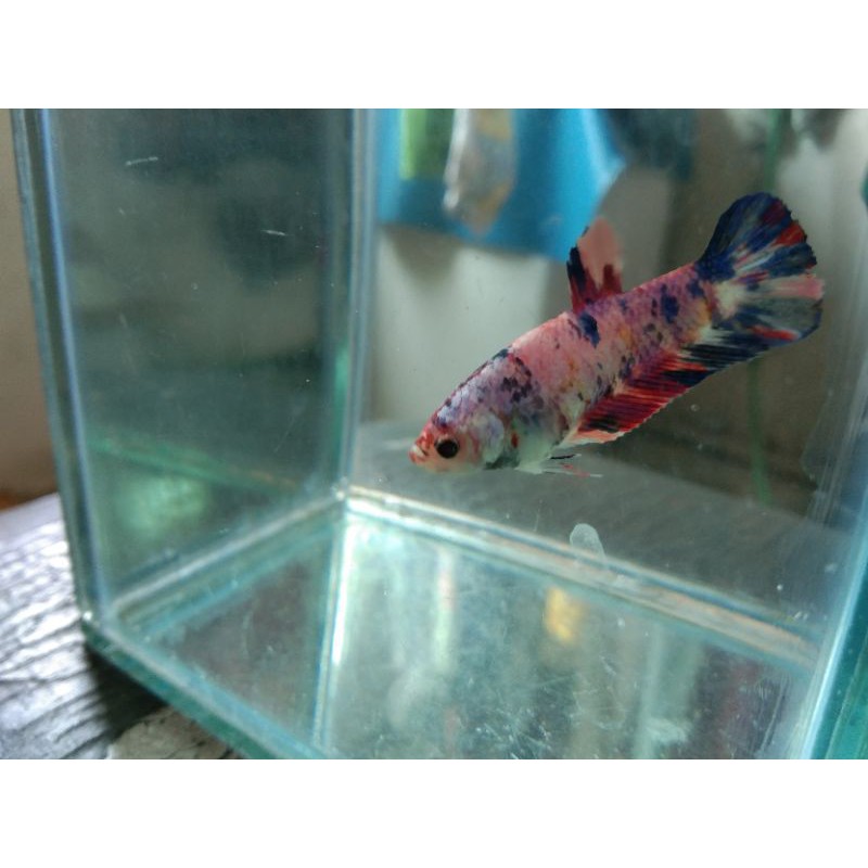 

IKAN CUPANG FEMALE MULTYCOLOUR MASKING