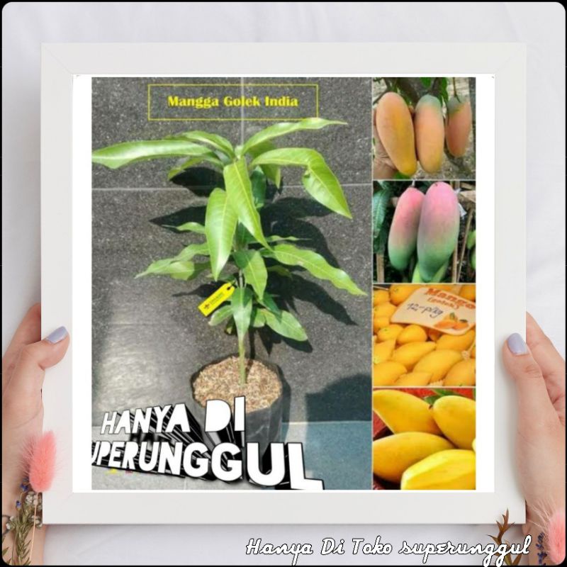 Bibit Mangga Golek India Super