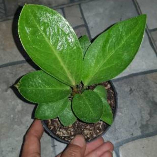 Bibit Anakan Jemani cobra tornado eka