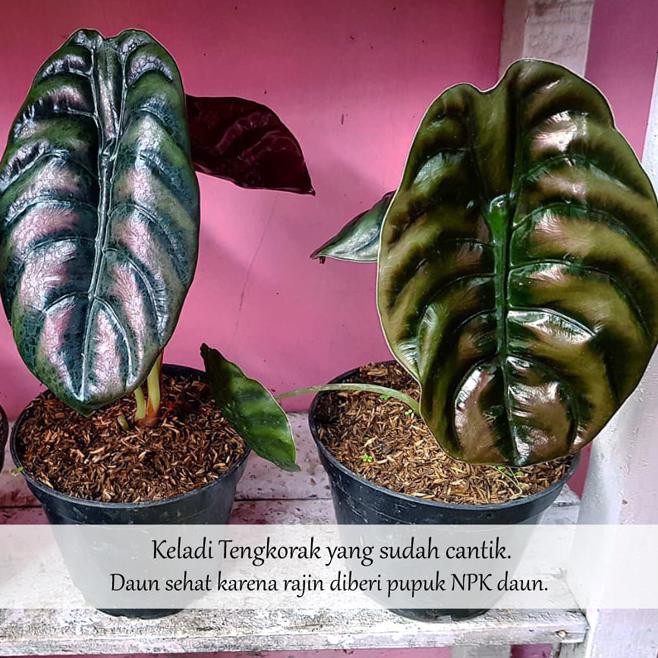 New Tanaman Hias Keladi Tengkorak Alocasia Cuprea Daun Kuping Gajah Hitam Stok Terbatas Shopee Indonesia