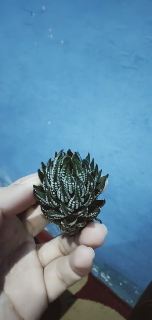 Paket Tanaman Hias Sukulen Sekulen Medium Random