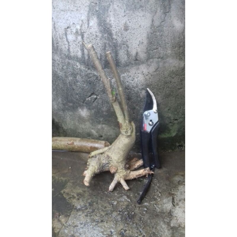 bahan bonsai waru lokal