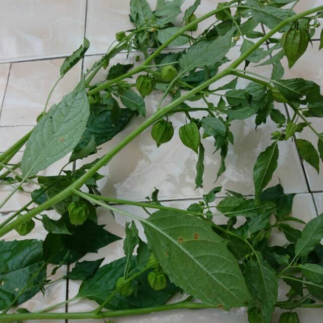 Ciplukan /cecendet 500gr