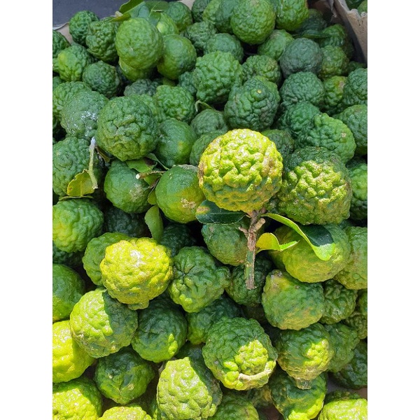 utte pangir/ jeruk purut jantan betina