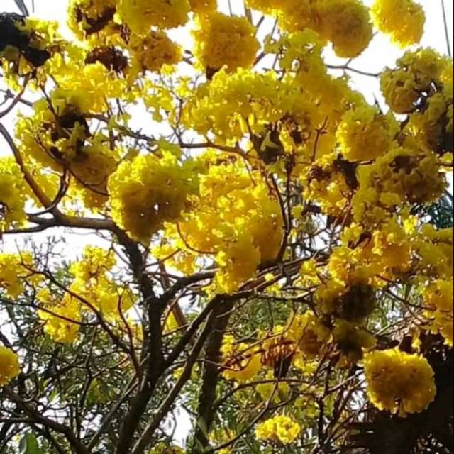 Tanaman hias Tabebuya kuning Tanaman hias hidup tabebuya bunga kuning Tanaman bunga tabebuya Tabebuy