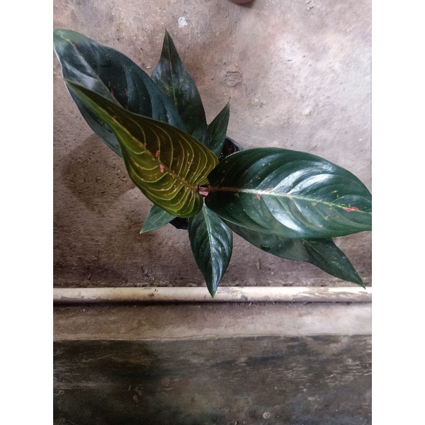 aglaonema black hot lady