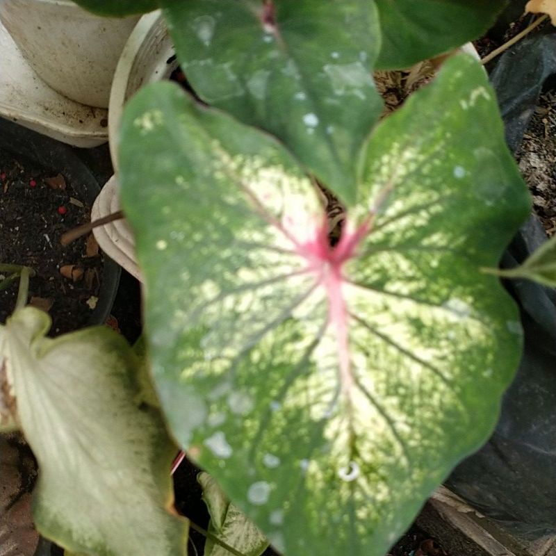 Anakan keladi Hanoman Obong