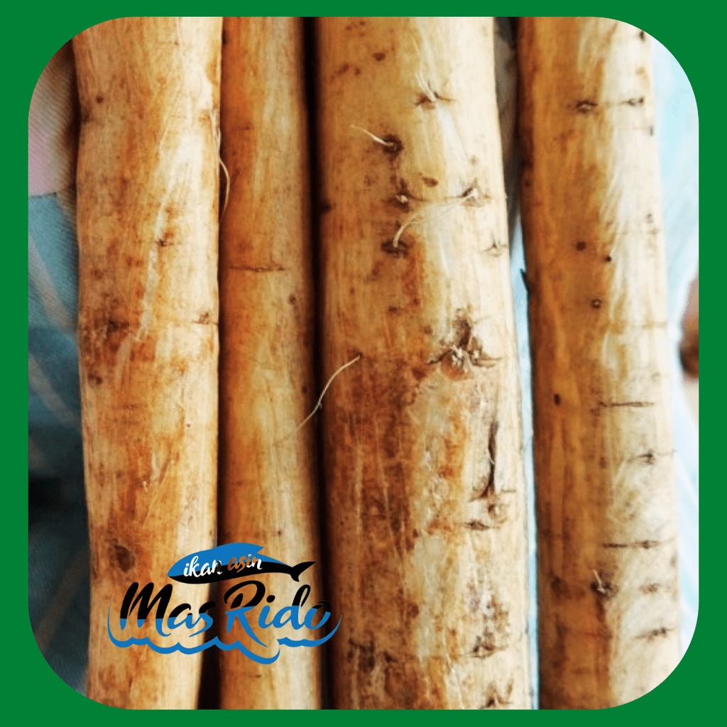

GOBO JEPANG BURDOCK ROOT AKAR GOBO KETELA JEPANG UNTUK KESEHATAN