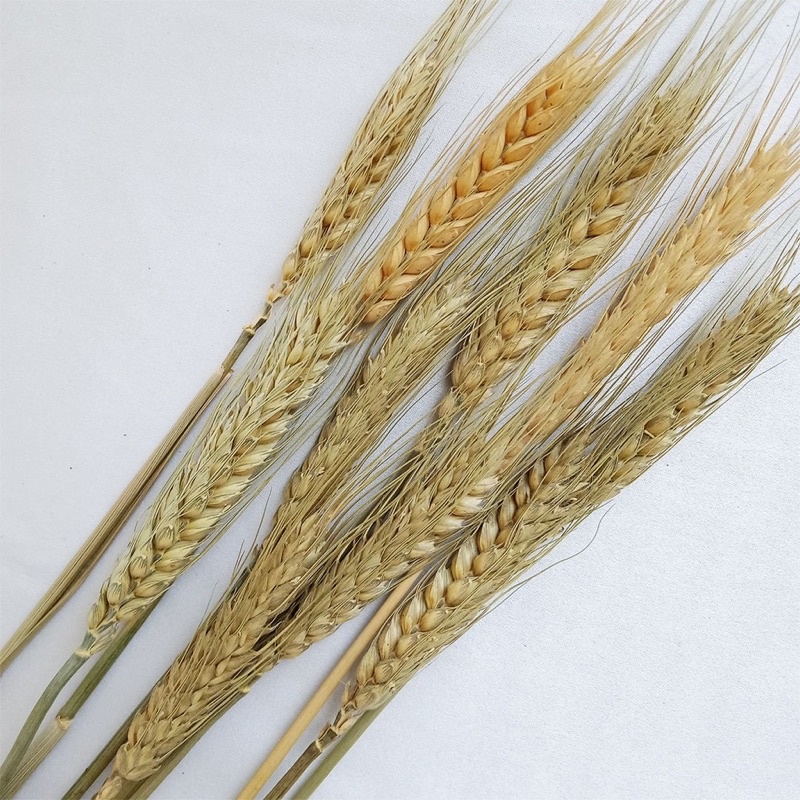 [1buket] Dried flower wheat gandum kering untuk dekorasi hiasan