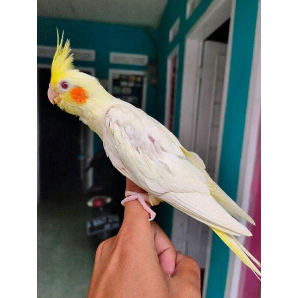 Falk / Parkit Australia Lutino Mata Merah Jinak