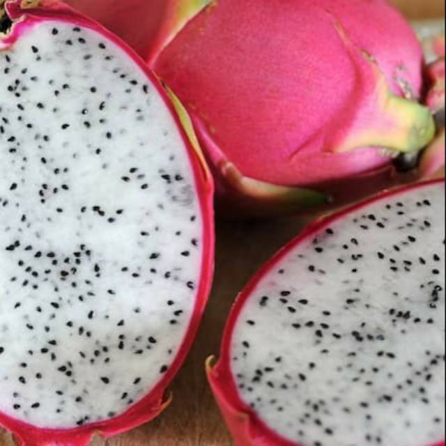 Bibit buah naga putih