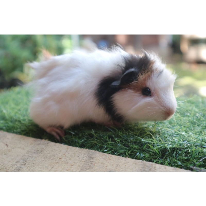 Marmut Peliharaan Lucu Guinea Pig Jenis Abyssinian Jabrig - Grabexpress Instant Shopee Indonesia