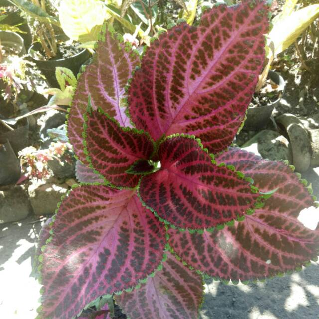 Coleus