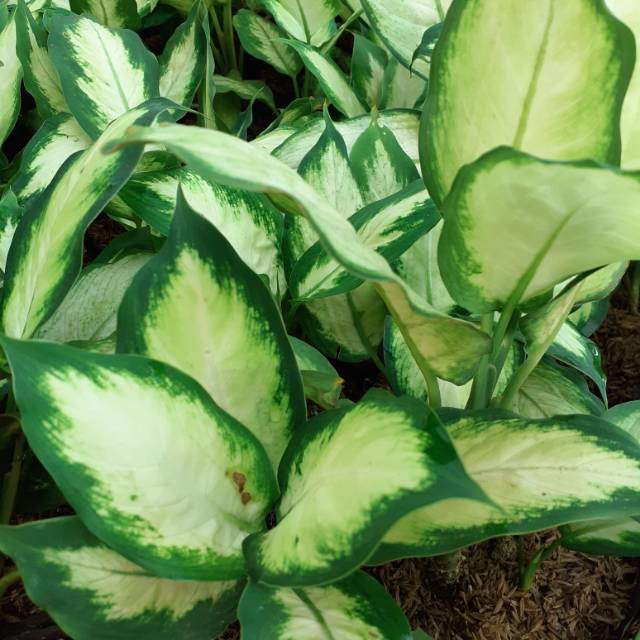 Tanaman hias blanceng susu/blanceng tisue/blanceng whaitr