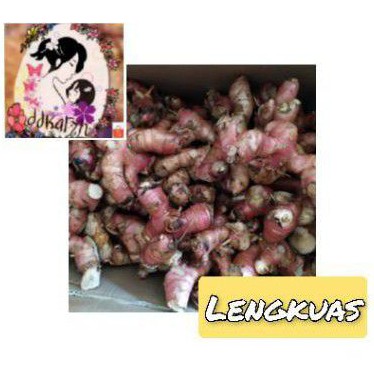 

Laos /lengkuas/langkuas 1kg