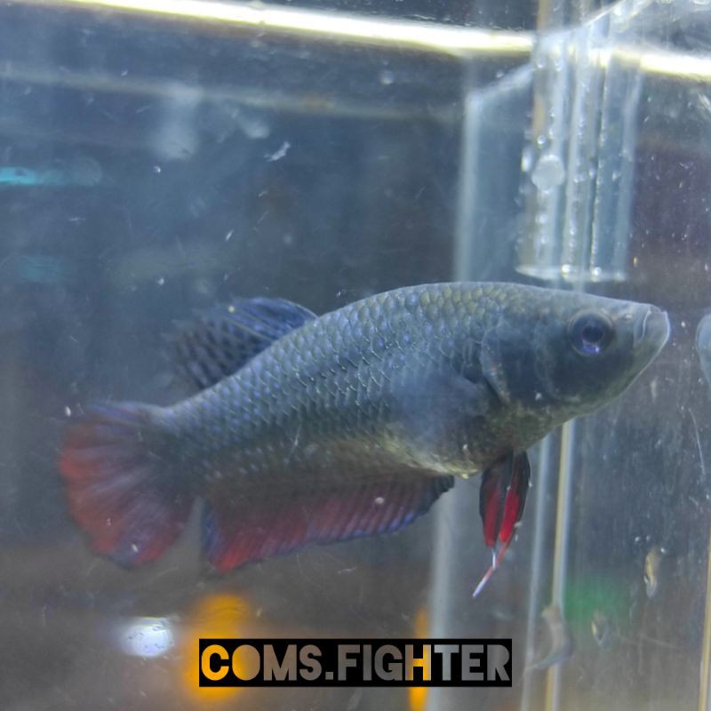 BETINA CUPANG ADUAN IPOH (FULL EGG) BUY 2 FREE 1