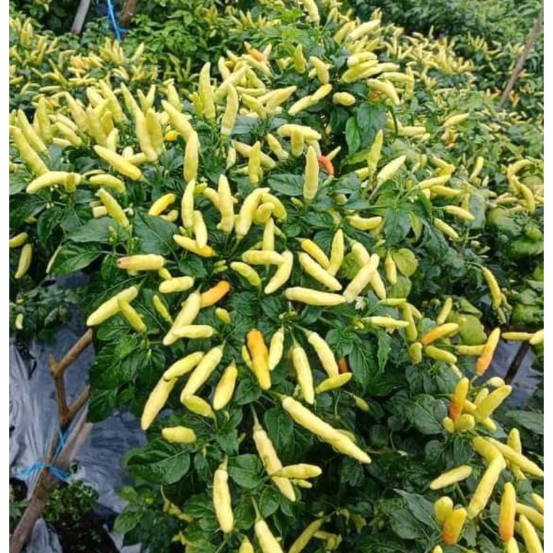 

cabe rawit prentul tipe tegak isi 50 biji