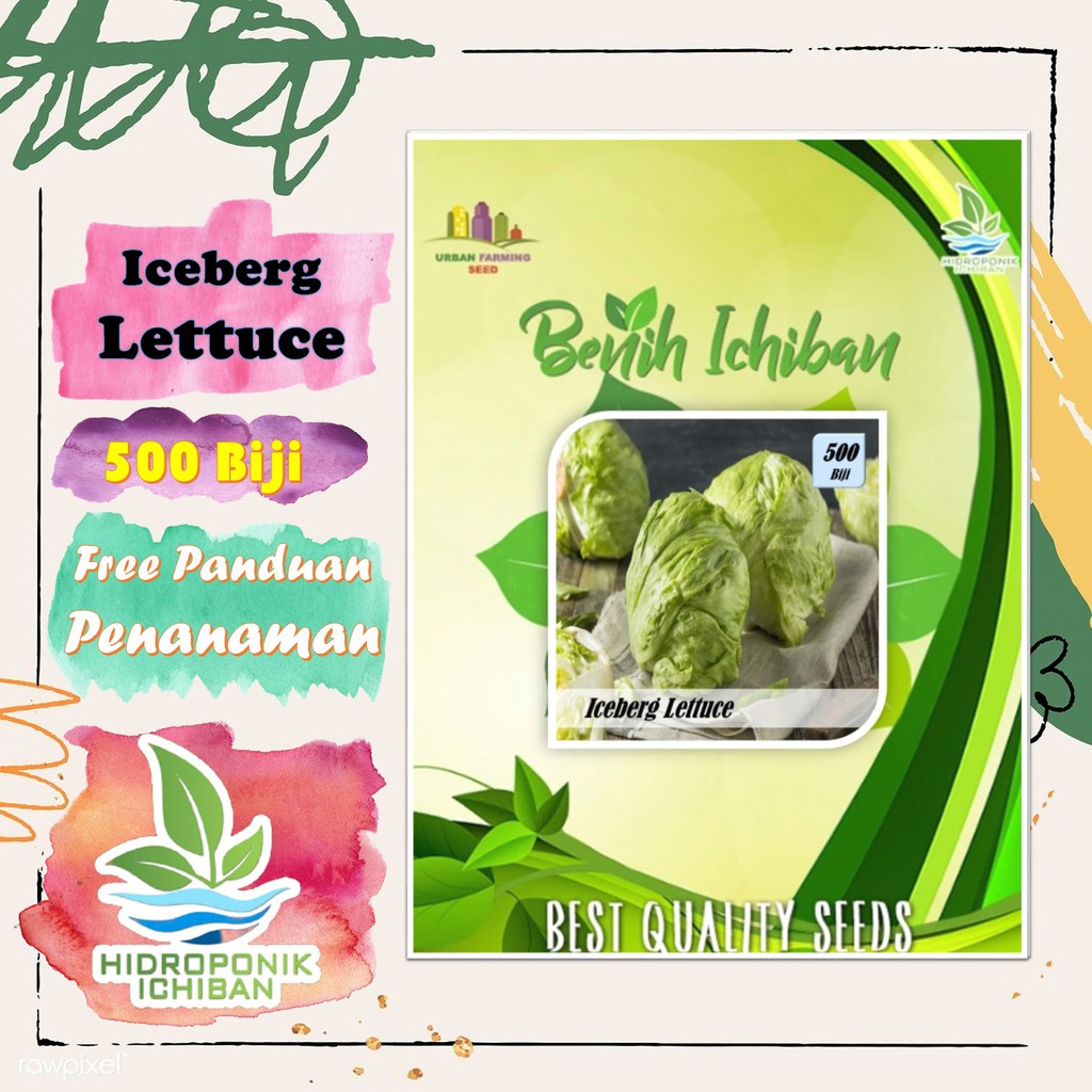 Ichiban Benih Bibit Biji SELADA ICEBERG LETTUCE