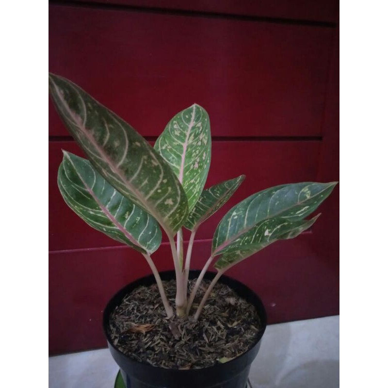 donacarmen stang pendek 2 batang bawa bonggol