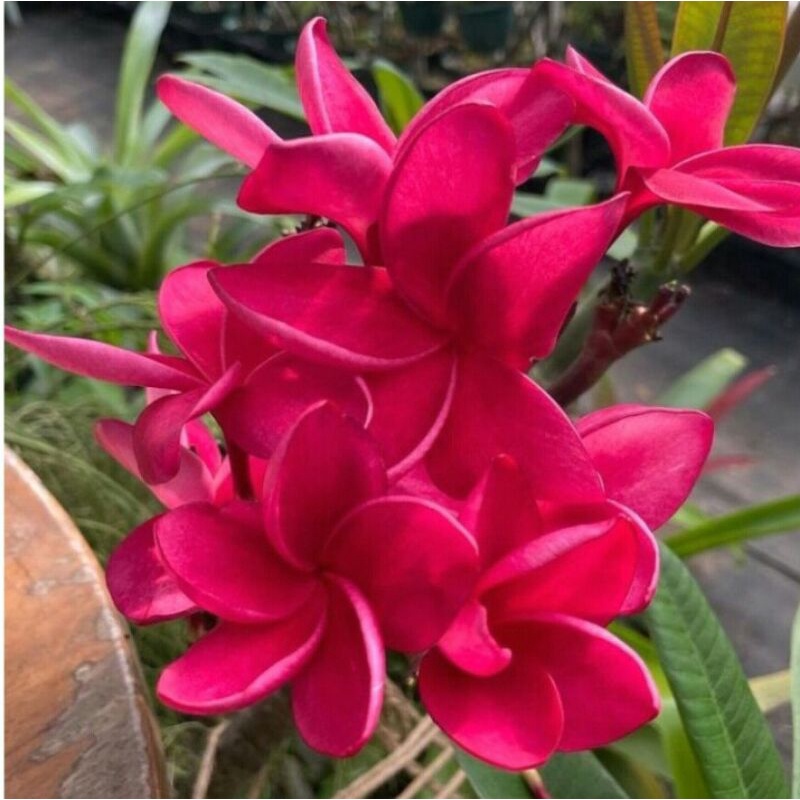 pohon kamboja bali