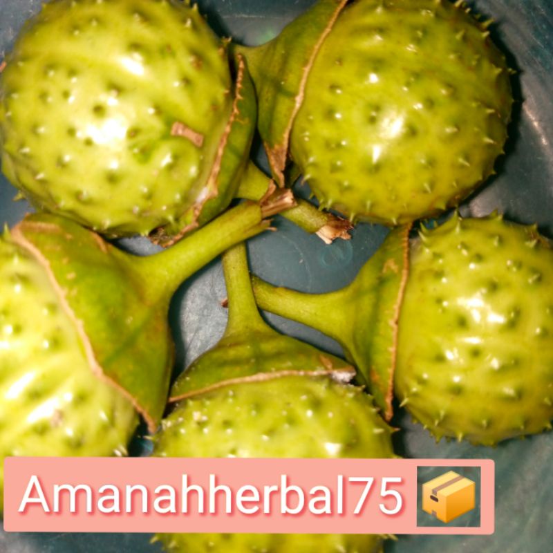 

Kecubung wulung segar satuan