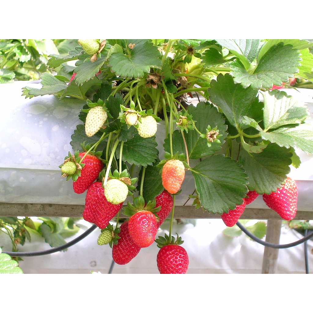 Bibit Tanaman Buah Strawberry Merlan ( Berbuah )