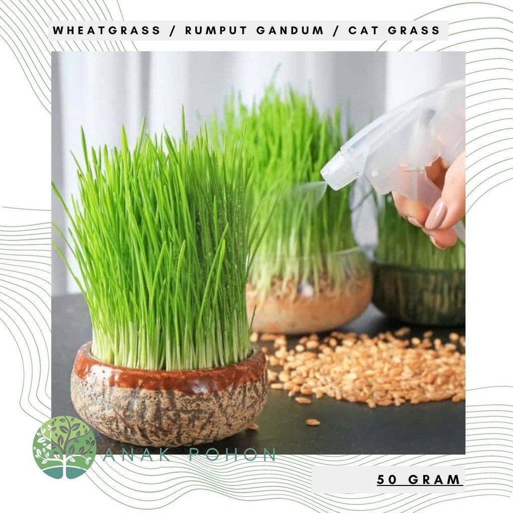 Benih Bibit Biji - Wheatgrass Wheat Cat Grass Rumput Gandum Seeds - IMPORT (50gr)