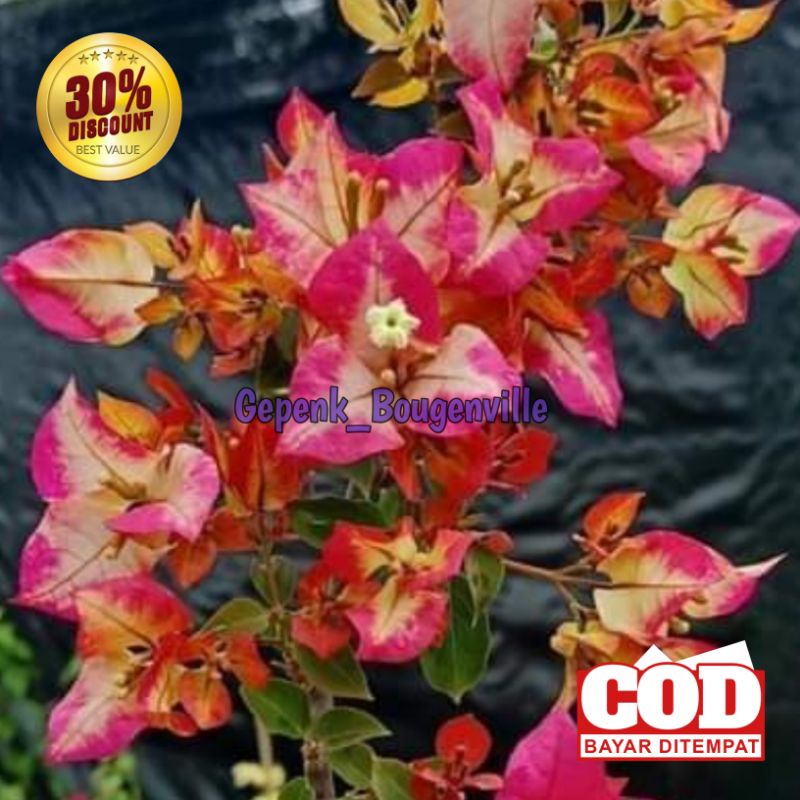 Bougenville Sufia Indiana Bugenvil Sufia Indiana Ori Bugenvil Import