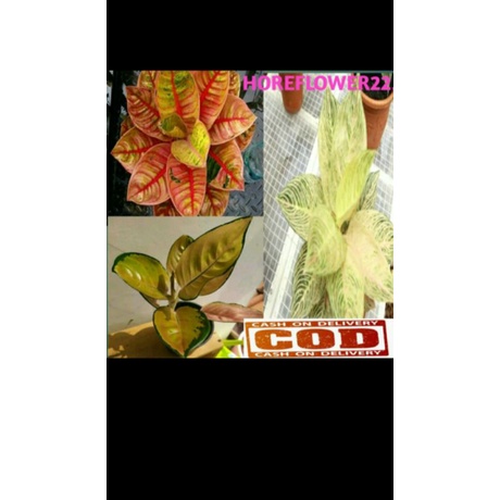 promo paket 3 baby aglonema romantic love, sultan Brunei, golden hope