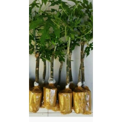 gedi/pepaya jepang (pohon)